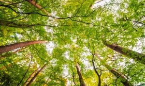 Lush green trees representing environmental sustainability and natural resource preservation
