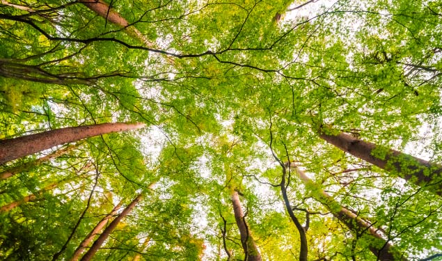 Lush green trees representing environmental sustainability and natural resource preservation